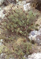 Veronica pentasepala. Habit of a fruiting plant. Molesworth Station, Marlborough.
 Image: P.J. Garnock-Jones © P.J. Garnock-Jones CC-BY-NC 3.0 NZ